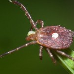 Kleszcze przenoszą wirusa Heartland. Zagadka dla naukowców