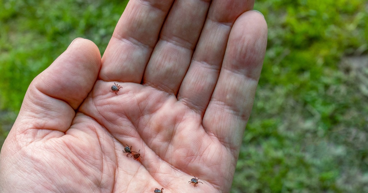 Kleszcze są m.in. bardzo wyczulone na zapach potu /123RF/PICSEL