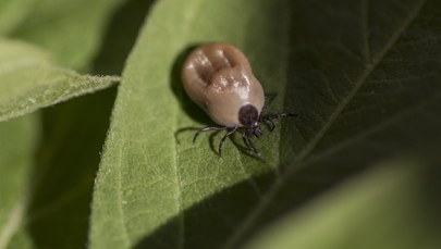 Kleszcze są wszędzie. Warszawa ujawnia badania