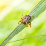 Kleszcze sieją popłoch w Polsce. Gdzie jest ich najwięcej?