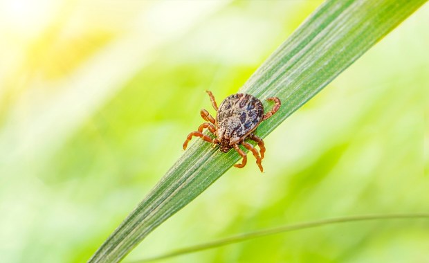 Kleszcze sieją popłoch w Polsce. Gdzie jest ich najwięcej?