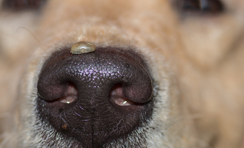 Kleszcze u psa to spory problem. Gdy zaatakują, mogą zarazić pupila boreliozą lub inną poważną chorobą /123RF/PICSEL