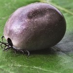 Kleszcze uwielbiają te rośliny. Nie sadź ich w ogrodzie ani na balkonie
