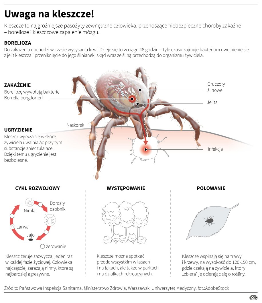Kleszcze /Adam Ziemienowicz , Mateusz Krymski /PAP