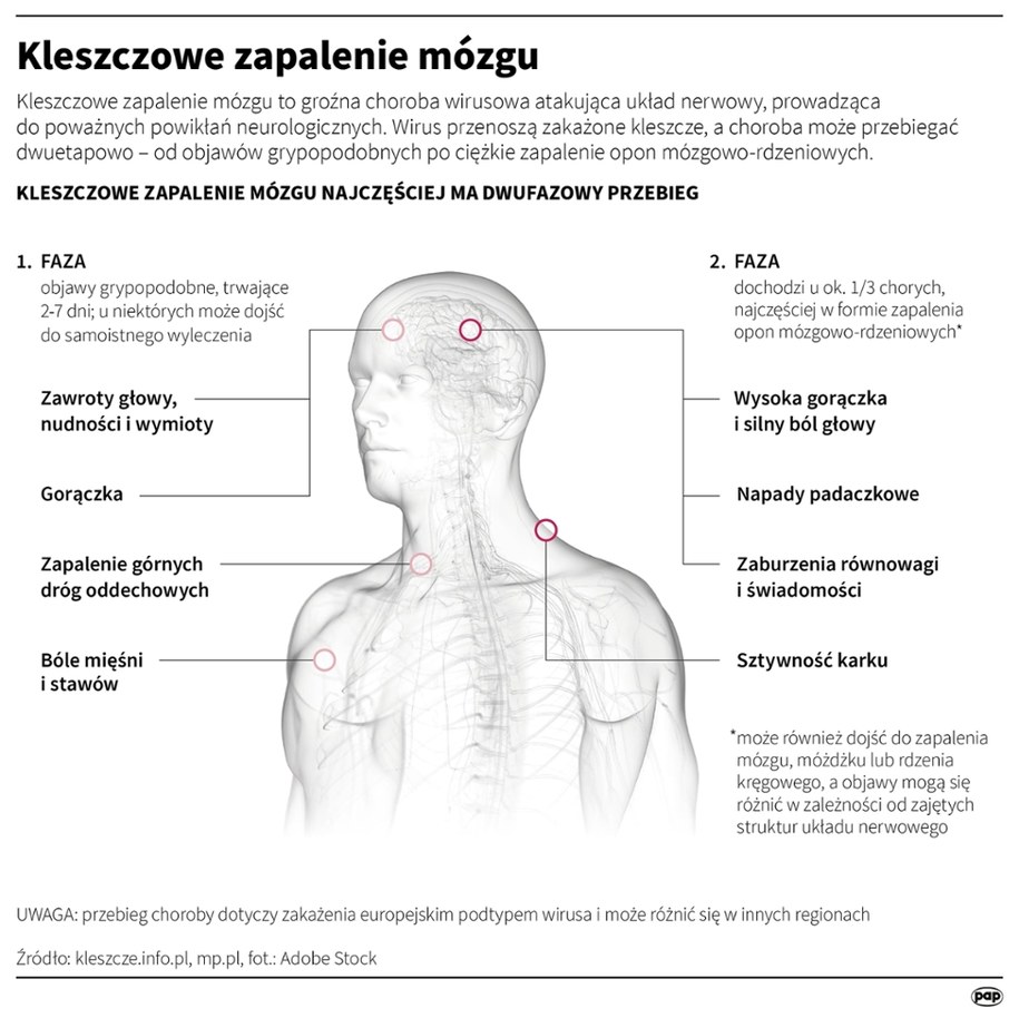 Kleszczowe zapalenie mózgu /Mateusz Krymski /PAP