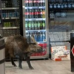 Klienci byli zaskoczeni. W sklepie w Berlinie pojawił się dzik