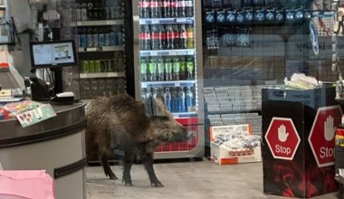 Klienci byli zaskoczeni. W sklepie w Berlinie pojawił się dzik