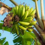 Klimat niszczy ulubiony owoc świata. To koniec bananów?
