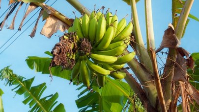 Klimat niszczy ulubiony owoc świata. To koniec bananów?
