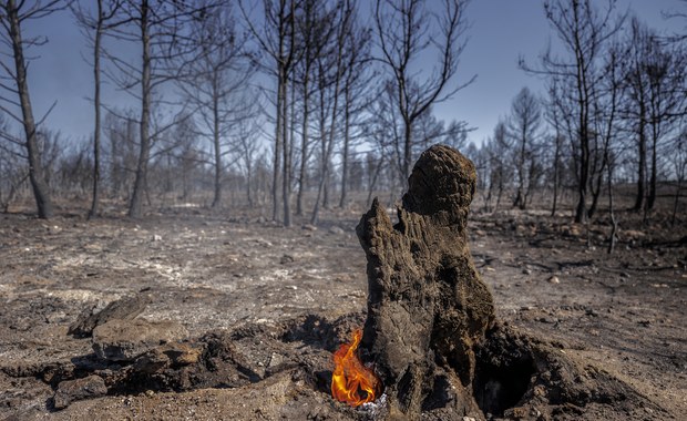 Klimatolodzy alarmują: Co cztery sekundy ogień trawi las wielkości boiska