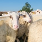Klimatolodzy ostrzegają. Politycy manipulują metanem od zwierząt 