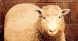 Klonowanie, owca Dolly /Encyklopedia Internautica