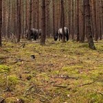 Kłopotliwe koniki z Klinisk. W stadzie są weterani ucieczek z zagrody 