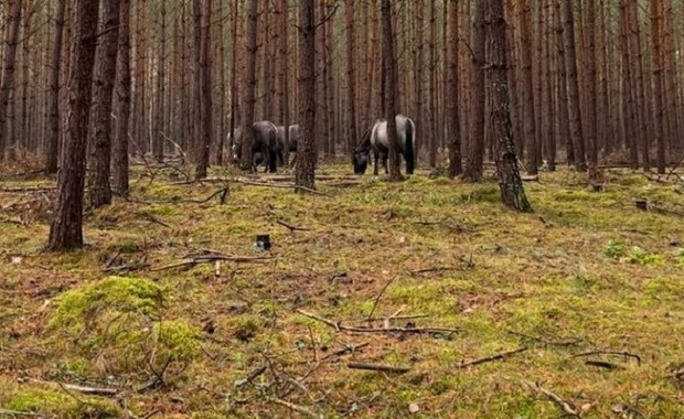 Kłopotliwe koniki z Klinisk. W stadzie są weterani ucieczek z zagrody 