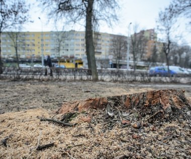 Klub PiS złoży projekt ws. wycinki drzew 