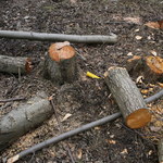 Klub PiS złożył projekt nowelizacji ustawy dot. wycinki drzew 