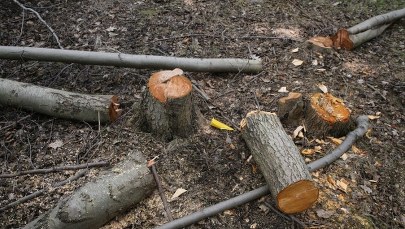 Klub PiS złożył projekt nowelizacji ustawy dot. wycinki drzew 