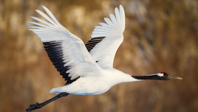 ​Klucze żurawi na niebie wcześniej niż zwykle. Co to oznacza?