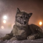 Kluczowe odkrycie ws. psów Inuitów. To najstarsza rasa na świecie