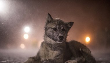 Kluczowe odkrycie ws. psów Inuitów. To najstarsza rasa na świecie