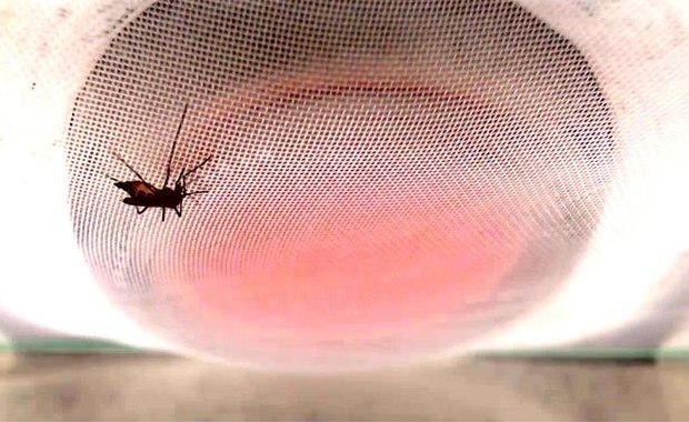 Kluczowy odstraszacz komarów przestanie działać?
