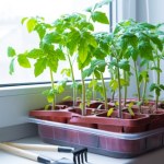 Kluczowy trik z rozsadą, a pomidory będą jak z obrazka