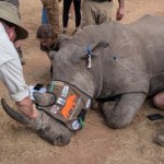 Kłusownicy przechytrzeni? Zaczął się nowy etap w ochronie nosorożców