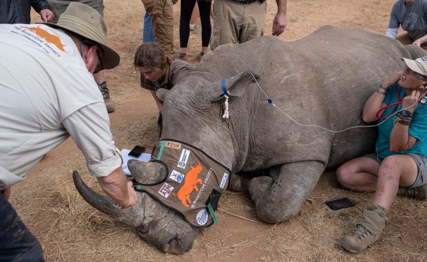Kłusownicy przechytrzeni? Zaczął się nowy etap w ochronie nosorożców