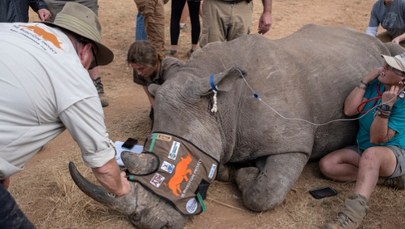Kłusownicy przechytrzeni? Zaczął się nowy etap w ochronie nosorożców