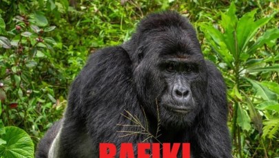 Kłusownicy zabili goryla Rafikiego. Aresztowano cztery osoby