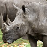 Kłusownik zabił trzy nosorożce. Odsiedzi 77 lat