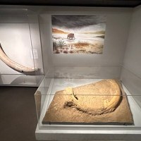 Kły mamuta, starożytne wazy i arsenał broni z różnych epok wyłowiono z Sekwany w Paryżu