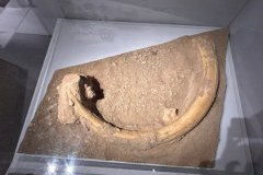 Kły mamuta, starożytne wazy i arsenał broni z różnych epok wyłowiono z Sekwany w Paryżu