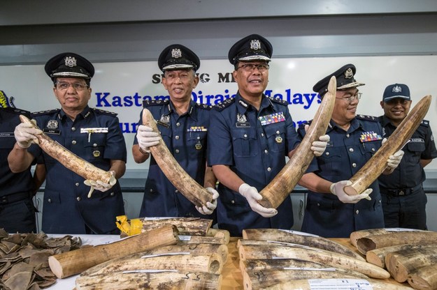 Kły słoni skonfiskowane w Malezji /AHMAD YUSNI /PAP/EPA