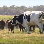 ​Knickers: Onieśmielających rozmiarów byk!