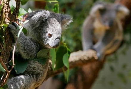 Koala /AFP