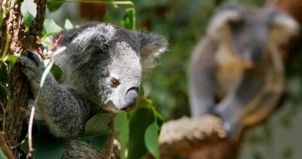 Koala /AFP