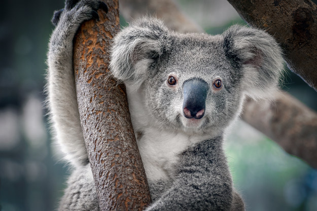 Koala /Shutterstock