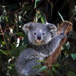 Koale oficjalnie zagrożone. Australia wpisała je na listę
