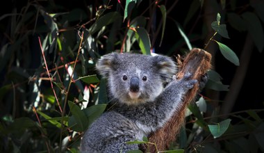 Koale oficjalnie zagrożone. Australia wpisała je na listę