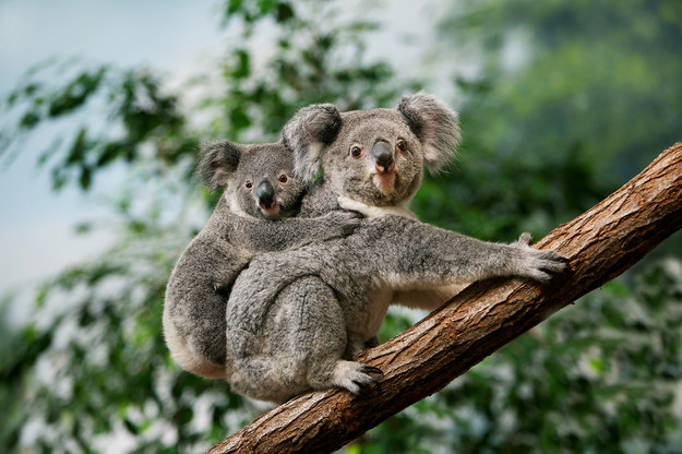 Koale żyją obecnie jedynie w Australii. /Shutterstock