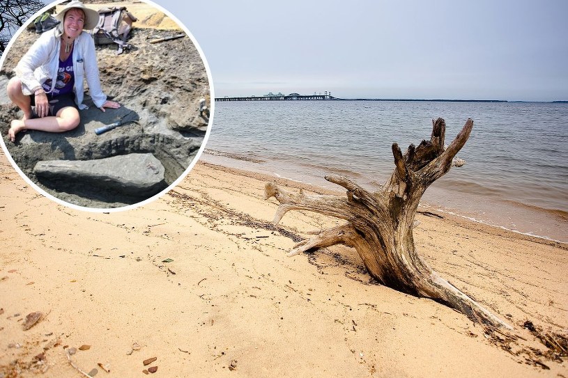 Kobieta dokonała niesamowitego odkrycia na plaży. Czy dowodzi istnienia nowego gatunku? 