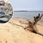 Kobieta dokonała niesamowitego odkrycia na plaży. Czy dowodzi istnienia nowego gatunku? 