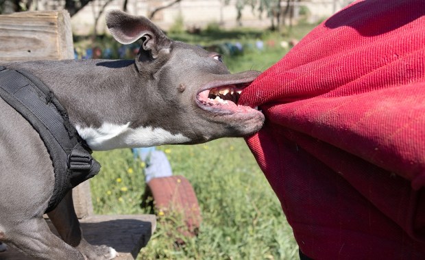 Kobieta pogryziona przez amstafa. Właściciel próbował uciec 