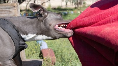 Kobieta pogryziona przez amstafa. Właściciel próbował uciec 