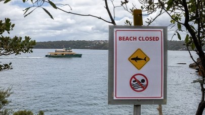Kobieta w stanie krytycznym po ataku rekina w Sydney
