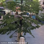 Kobieta weszła na drzewo w centrum Poznania. Interweniowała policja