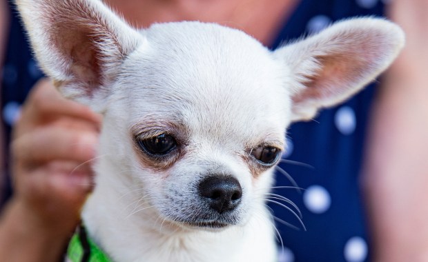 Kobieta więziła męża wśród sfory 60 chihuahua. Sąsiedzi nie mieli pojęcia