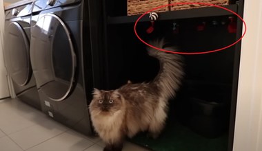 Kobieta wykorzystała sztuczną inteligencję do monitorowania kota w kuwecie