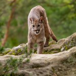 USA Kobieta wyruszyła w góry. Znaleziono ją martwą obok pumy